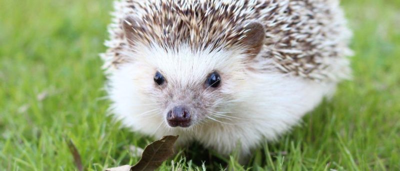 Hedgehog