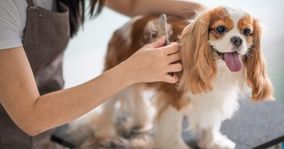 Dog groomer deals training