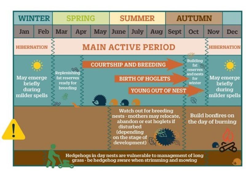 Fig 2: A year in the life of a hedgehog (Hedgehog Street 2024).