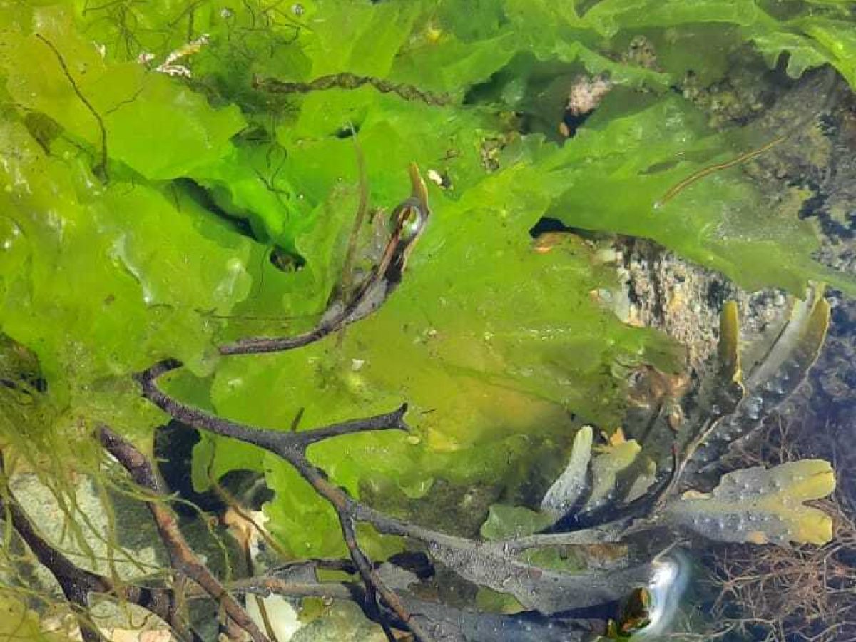 Rock Pooling