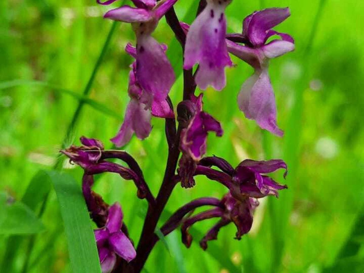 Purple Orchids