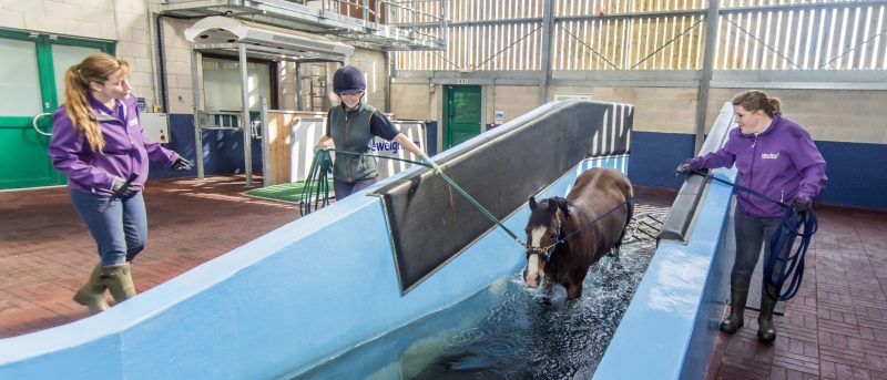 Horse in hydropool