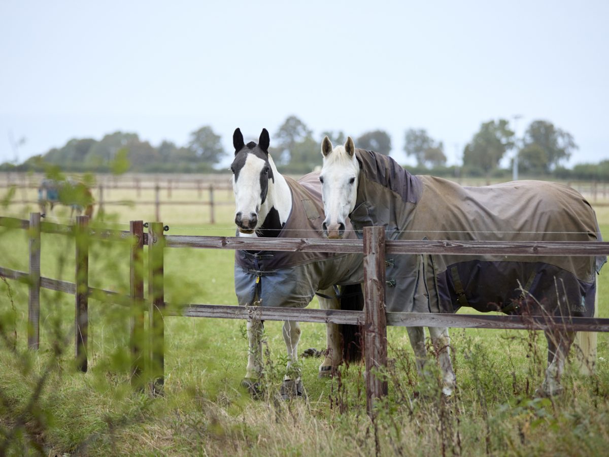 Winter Turnout