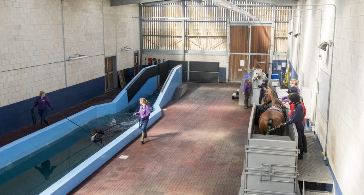 Equine hydrotherapy pool and water treadmill