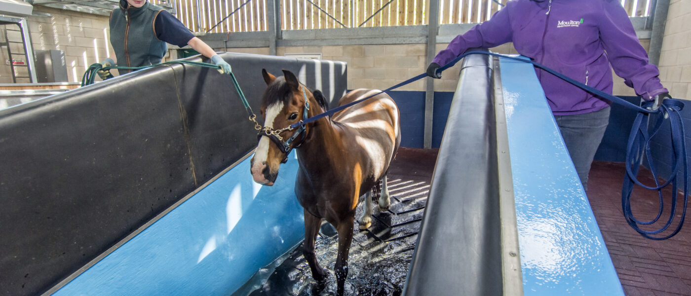 horse care equipment