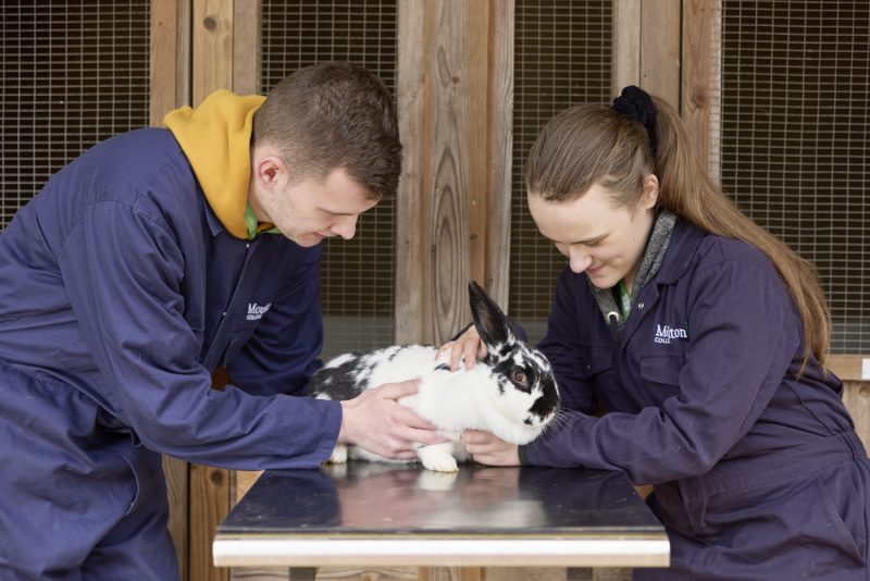 Two students checking over black and white rabbit