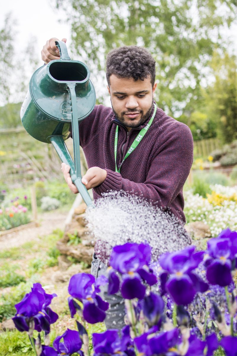 Student watering purple flowers