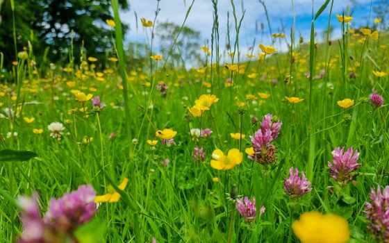 Wildflower meadow with buttercups and grass