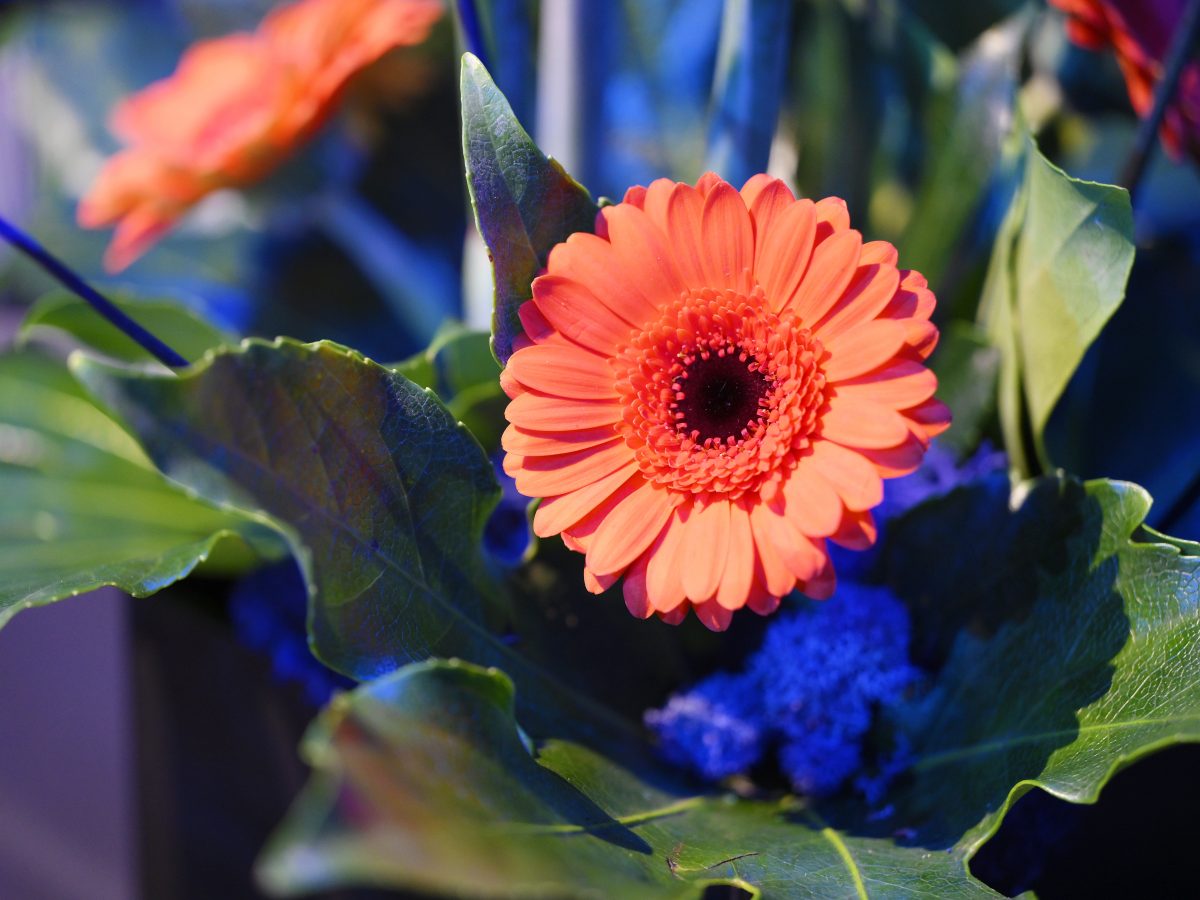 Close up of orange gerbera framed by blue and green foliage