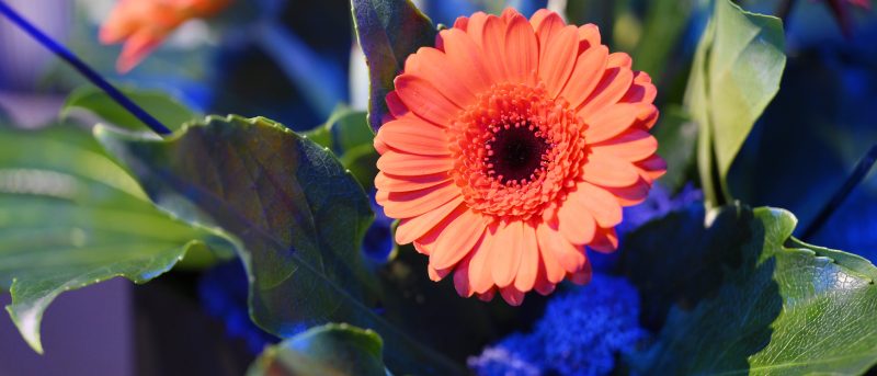 Close up of orange gerbera framed by blue and green foliage