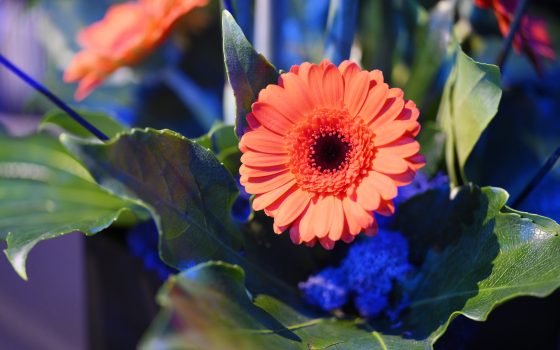 Close up of orange gerbera framed by blue and green foliage