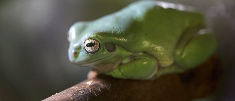 Green Frog