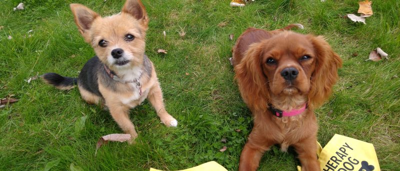 Moulton College therapy dogs Lucy and Pepper