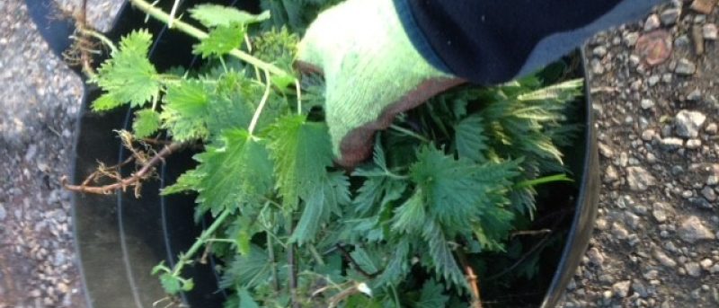 Nettle Tea Fertiliser Moulton College