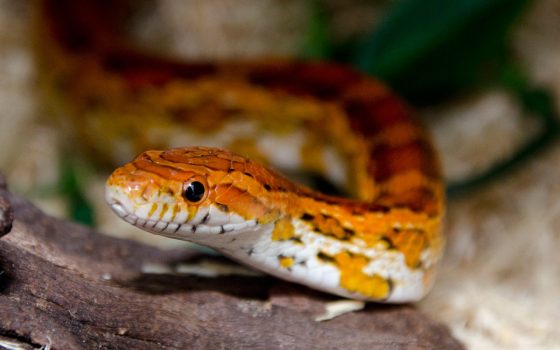 Corn Snake 02