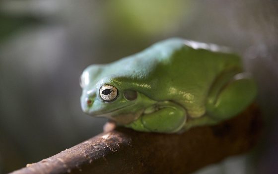 Green Frog