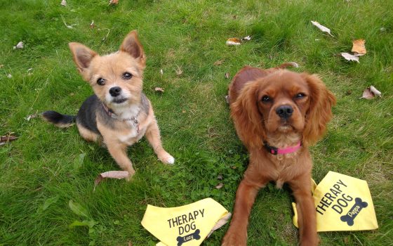 Moulton College therapy dogs Lucy and Pepper