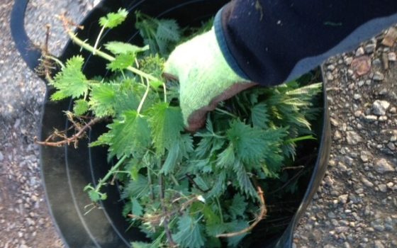 Nettle Tea Fertiliser Moulton College