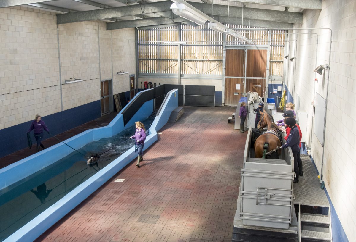 Equine hydrotherapy pool and water treadmill