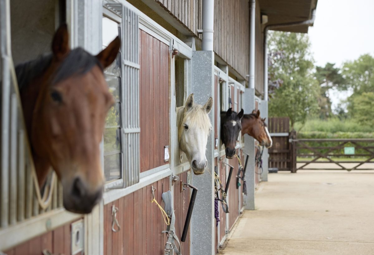 Four horses in stables