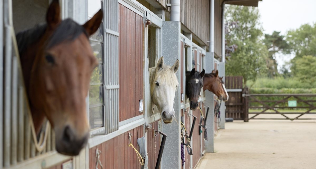 Four horses in stables